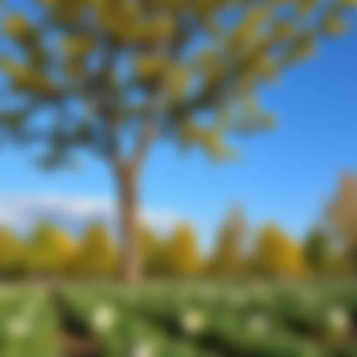 The Perfect Season for Tree Planting A vibrant landscape showcasing the ideal season for tree planting