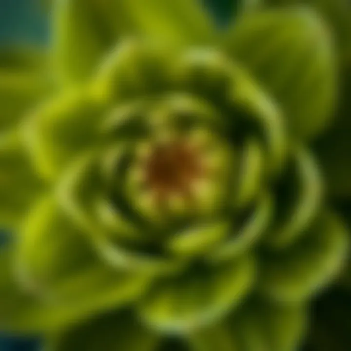 Close-up of a unique green flower bloom