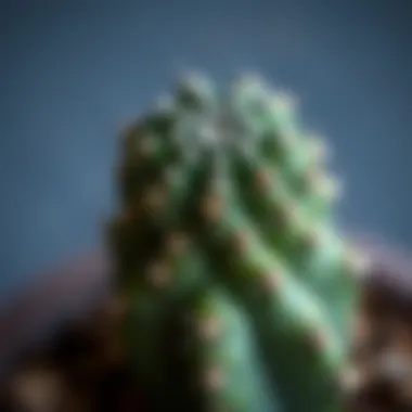Close-up of a unique small cactus with intricate textures