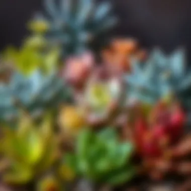 Various succulent species with unique shapes and colors