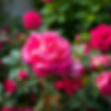 A vibrant rose bush in full bloom