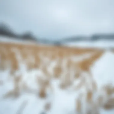 A snowy landscape with winter crops thriving