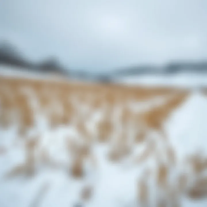 A snowy landscape with winter crops thriving