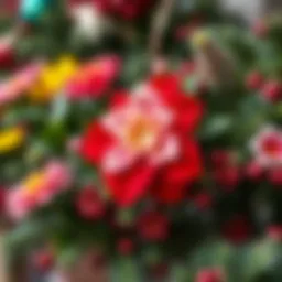 A healthy Christmas flower in full bloom