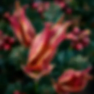 Close-up of wilted Christmas flower leaves