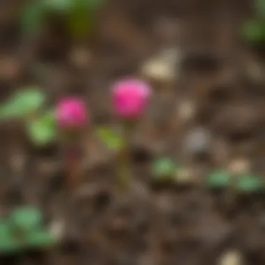 Young rose seedlings emerging from the soil