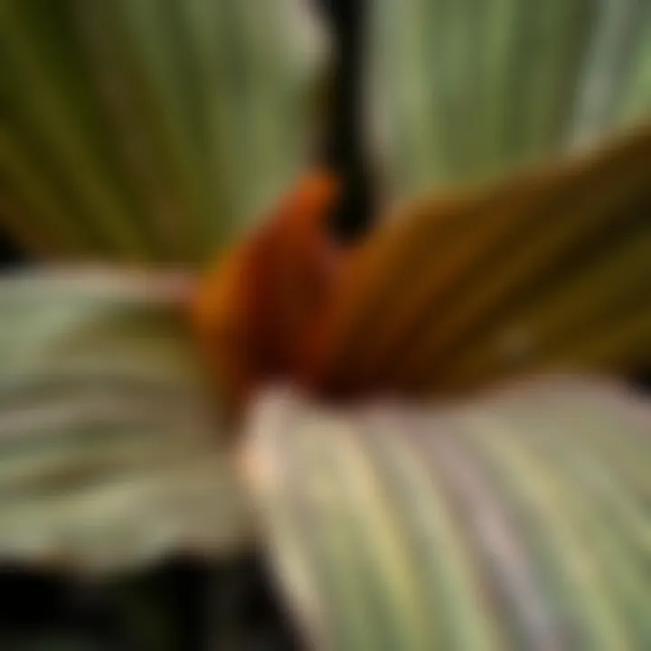 Close-up of Yucca plant leaves highlighting their unique textures
